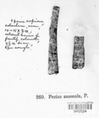 Merismodes anomala image
